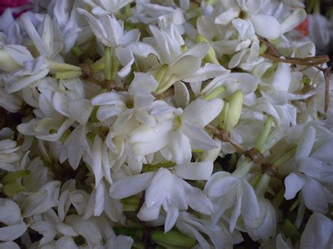 what is a tea dance? The delicate aroma of jasmine flowers often wafts through the air during such gatherings.